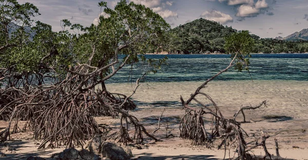 In der schönen Insel cosatline und Baum — Stockfoto