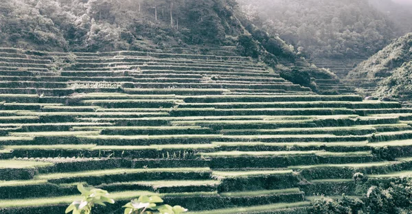 Campo de terraço para coultivação de arroz — Fotografia de Stock