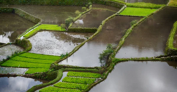 Campo de terraço para coultivação de arroz — Fotografia de Stock