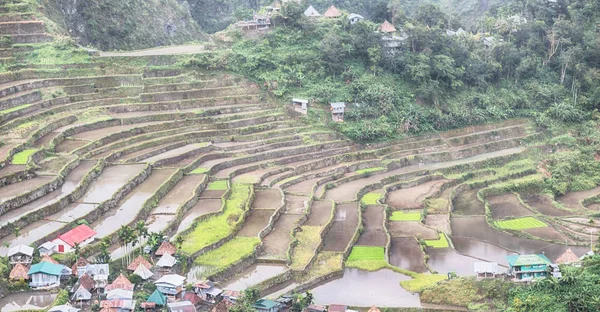 Campo terrazza per la coltivazione del riso — Foto Stock