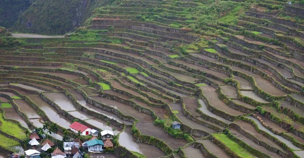 Terrace   field for  coultivation of rice — Stock Photo, Image