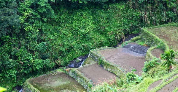 Campo de terraço para coultivação de arroz — Fotografia de Stock