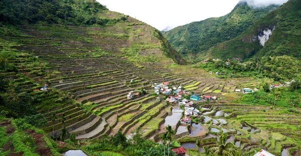 Terrace   field for  coultivation of rice — Stock Photo, Image