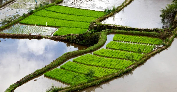 Campo de terraço para coultivação de arroz — Fotografia de Stock