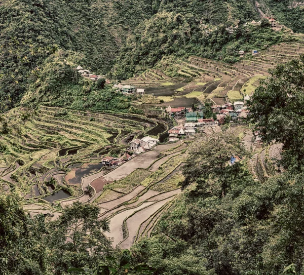 Campo terrazza per la coltivazione del riso — Foto Stock