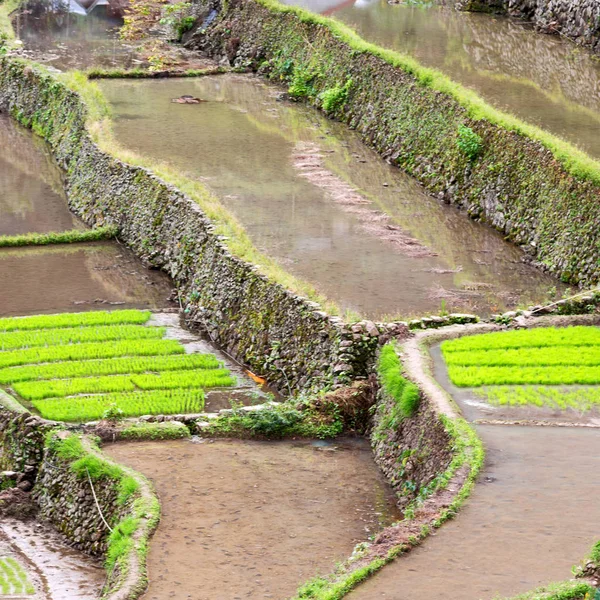 Campo de terraço para coultivação de arroz — Fotografia de Stock