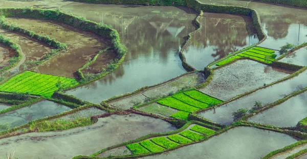 Campo de terraza para el coultivation de arroz —  Fotos de Stock