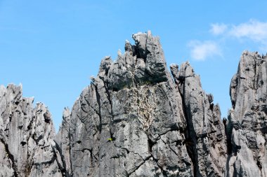  palm cliff beach ve rock bir tekneyle görüntülemek
