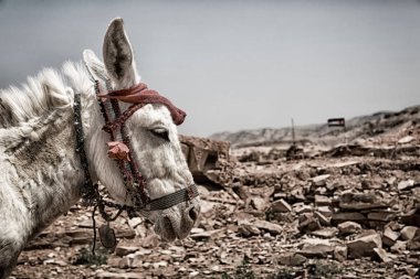  mountain yakınındaki turist bekleyen bir eşek