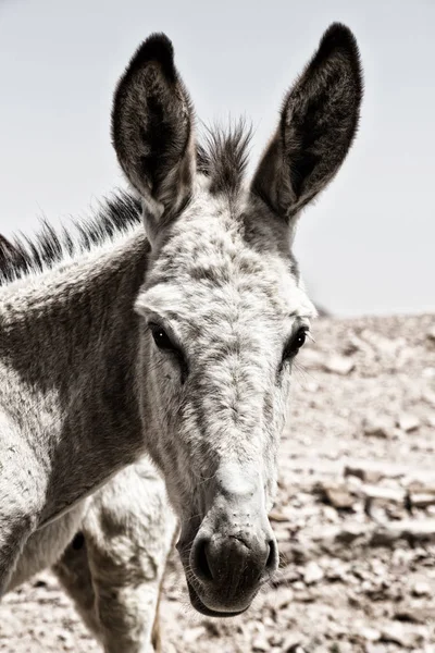 Un burro esperando al turista cerca de la montaña — Foto de Stock