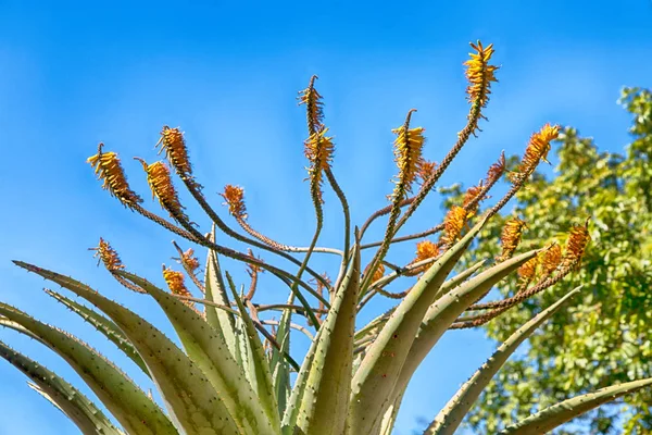 Na África do Sul céu de flores e cacto — Fotografia de Stock