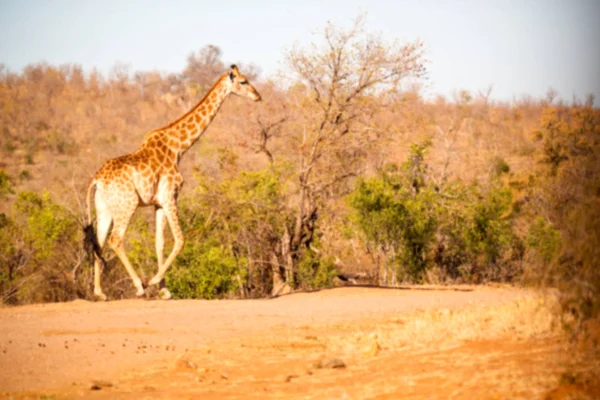 En Sudáfrica reserva de vida silvestre y jirafa — Foto de Stock