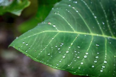 bir yaprak gibi arka plan duvar kağıdı yağmurdan sonra bazı damla
