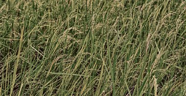   bir pirinç tahıl ekimi alanı yakın çekim