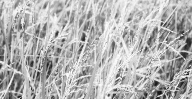   bir pirinç tahıl ekimi alanı yakın çekim