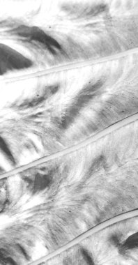 arka ışık ve bir yaprak 