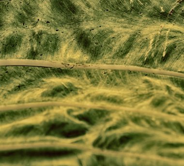 arka ışık ve bir yaprak 