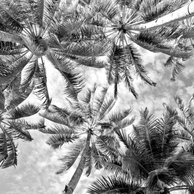  palmiye yaprak ve dal görünümü aşağı