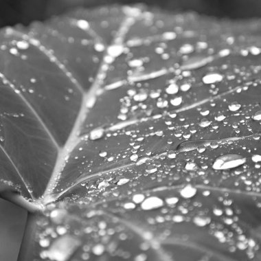 bir yaprak yağmur sonra bazı damla 