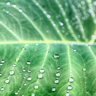 bir yaprak yağmur sonra bazı damla 