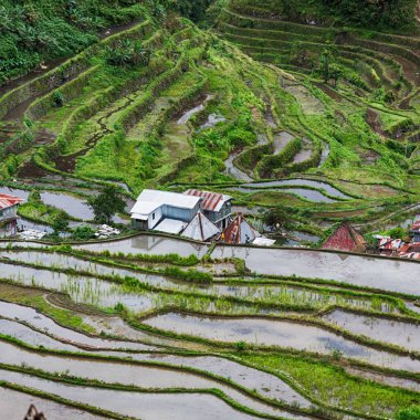   coultivation pirinç Teras alanı   