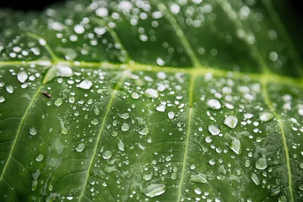 Some Drops Leaf Rain Background Wallpaper — Stock Photo, Image
