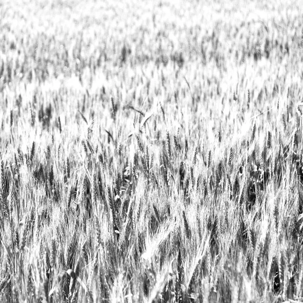 En la explotación cultivada de Irán — Foto de Stock