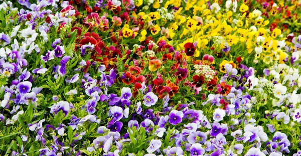 Die Blumen und der Garten — Stockfoto