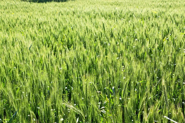 Onscherpte Iran Gecultiveerd Boerderij Gras Healty Groene Natuurlijke Tarwe — Stockfoto