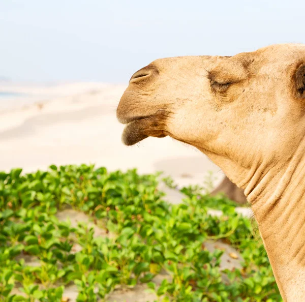 In oman empty quarter of desert a free dromedary near the  sea — Stock Photo, Image