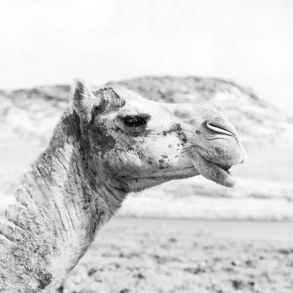 В пустынном квартале пустыни на верблюде свободненский дрозд — стоковое фото