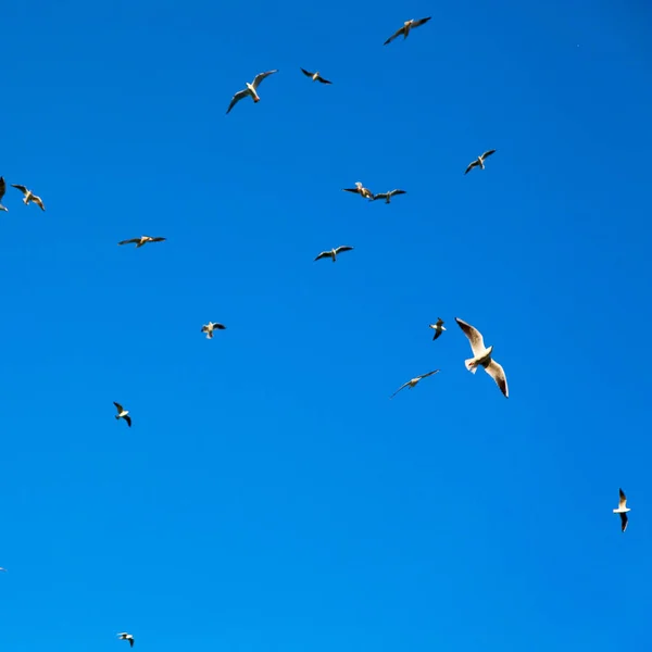 I oman himlen av fåglar — Stockfoto