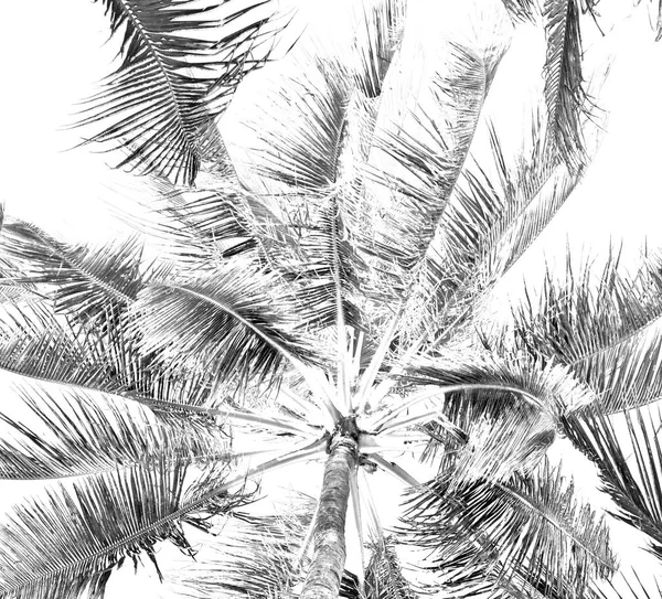 Folha de palmeira e vista ramo de baixo — Fotografia de Stock
