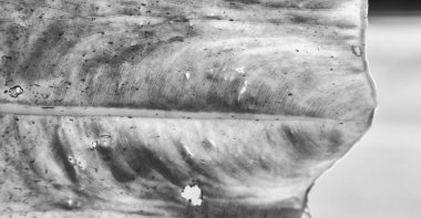 arka ışık ve bir yaprak 