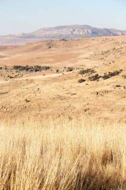  Güney Afrika'da kara çalı ve ağaç 