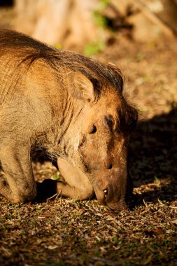  Güney Afrika yaban hayatı rezerv ve yaban domuzu