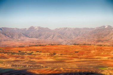   Güney Afrika'da kara çalı ve ağaç 
