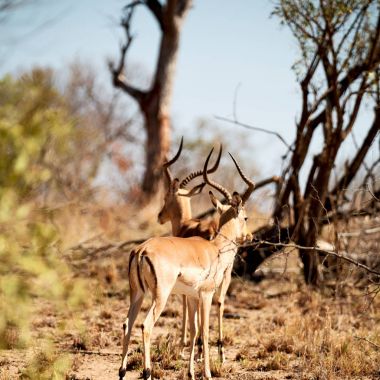  Kış ormanda vahşi Impala