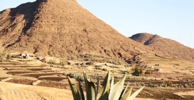  Güney Afrika'da kara çalı ve ağaç 