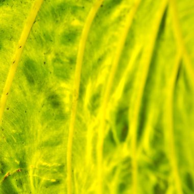 arka ışık ve bir yaprak 