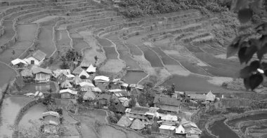   coultivation pirinç Teras alanı   