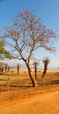   Svaziland yaban hayatı doğa rezerv 