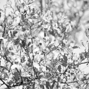 bitki ve ağaç Milli Parkı içinde 