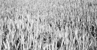 İran'da çiftlik ekili