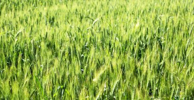 İran'da çiftlik ekili