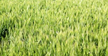 İran'da çiftlik ekili  