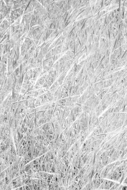 İran'da çiftlik ekili