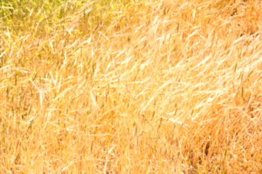 İran'da çiftlik ekili