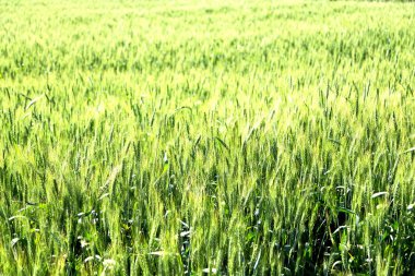 İran'da çiftlik ekili