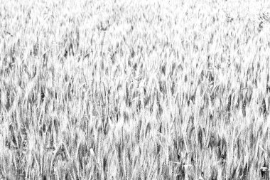 ekili İran'da bulanıklık doğal buğday yeşil çiftlik çimen ve sağlıklı 